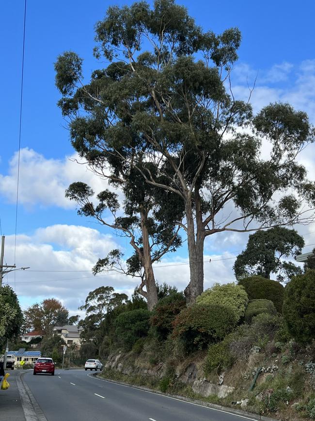 Tasmanian blue gum on Roslyn Ave, Kingston Beach.