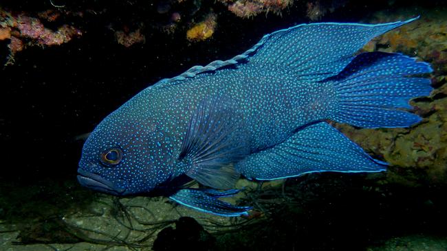 A southern blue devil in a deep water trench. Picture: Simon Bryars