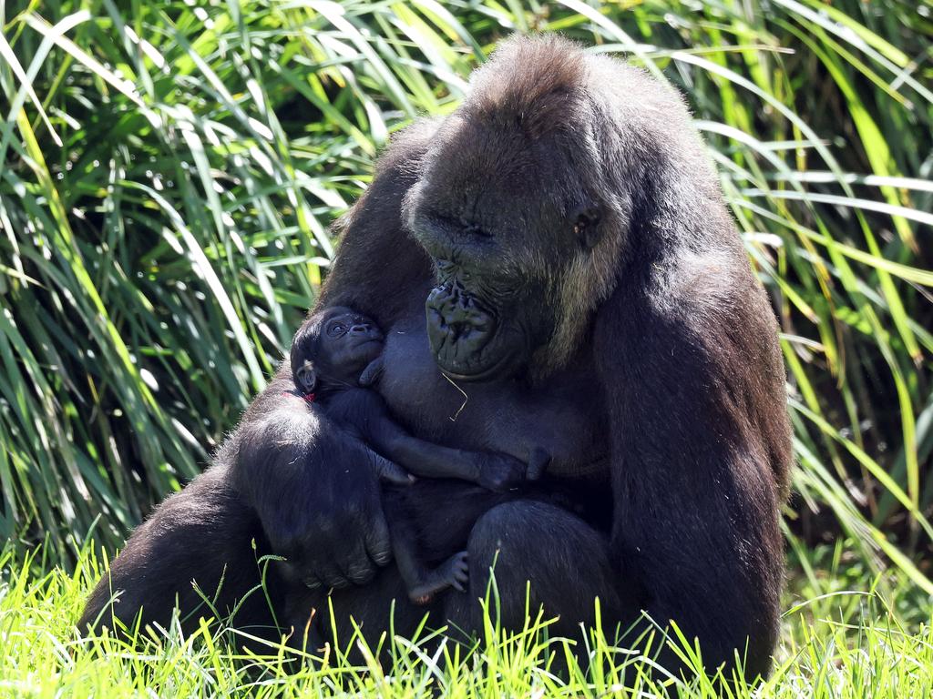 It’s the second western lowland gorilla birth in two years. Picture: Tim Hunter