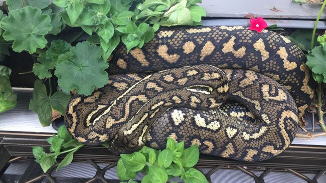 The friendly python has made its home in the window box for the past few days. PHOTOS: Patricia Tew.