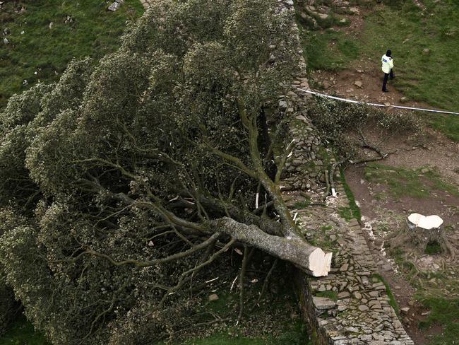 NORTHUMBERLAND, ENGLAND - SEPTEMBER 28: 'Sycamore Gap' tree on Hadrian's Wall lies on the ground leaving behind only a stump in the spot it once proudly stood, on September 28, 2023 northeast of Haltwhistle, England. The tree, which was apparently felled overnight, was one of the UK's most photographed and appeared in the 1991 Kevin Costner film "Robin Hood: Prince Of Thieves." (Photo by Jeff J Mitchell/Getty Images)