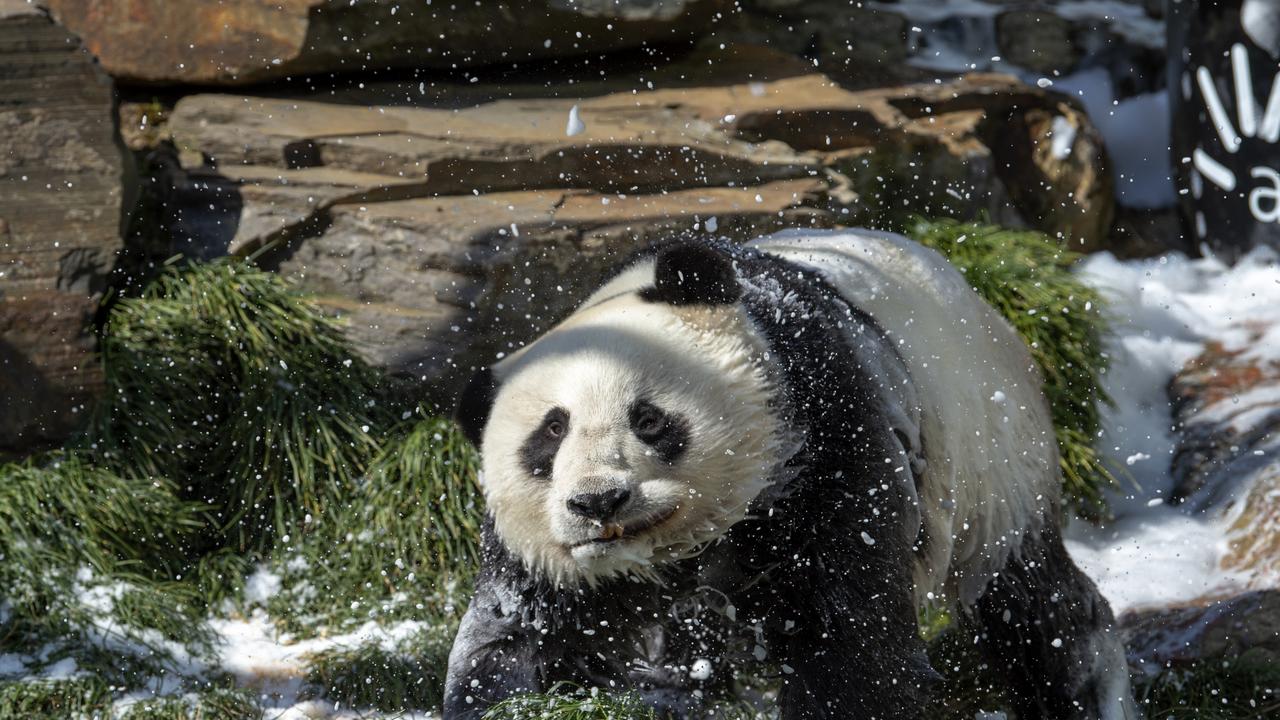 Panda Wang Wang cools down during the heatwave at Adelaide Zoo. Picture: Adrian Mann