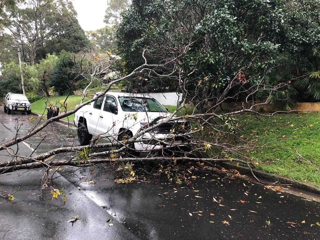 SES NSW crews attend to a fallen tree in Newport. Picture: SES NS Pittwater/Warringah unit.