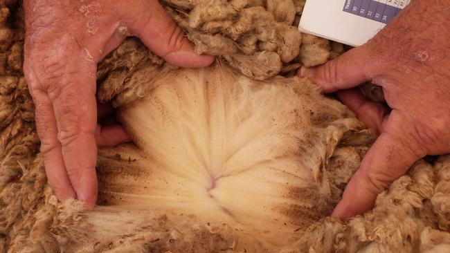 Cootamundra wool grower Tony Hill inspects the fleece on his team of wethers in Australia's biggest commercial genetic trial.