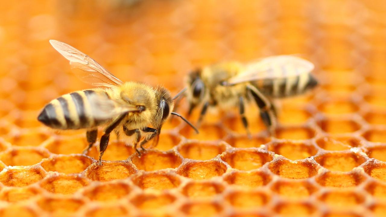 grow-your-own-food-starting-a-beehive-at-home-daily-telegraph