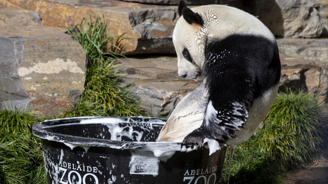 Wang Wang having a cold bath at The Adelaide Zoo as plans for two new Pandas are announced. Picture: Brett Hartwig