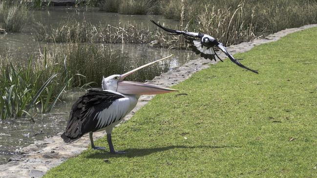 A magpie swoops a pelican at Roy Amer Reserve in Oakden on Sunday, September 6, 2020. Picture: Anita Ferroli