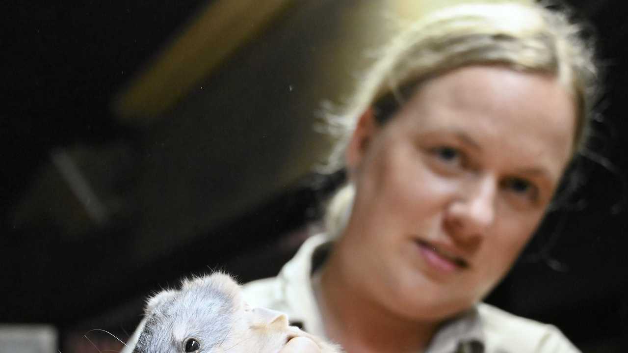 your-chance-to-name-bouncing-baby-bilby-the-courier-mail