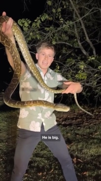 Robert Irwin summons his father's spirit while dealing with a python