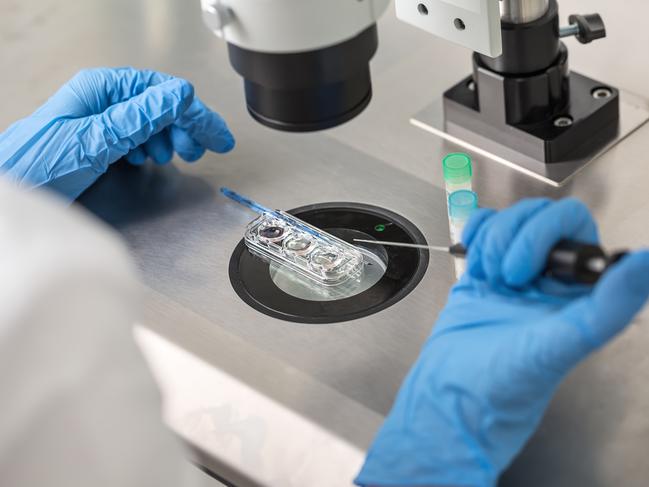 A technician checks the in vitro fertilisation process.