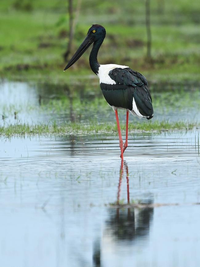 A Jabiru wades through the flood plains near Mt. Bundy Station just outside of Adelaide River.