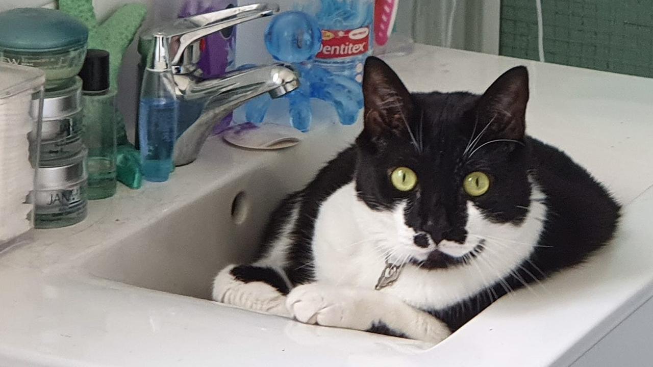 Donna Jones: My Archie is a big fan of the sink.