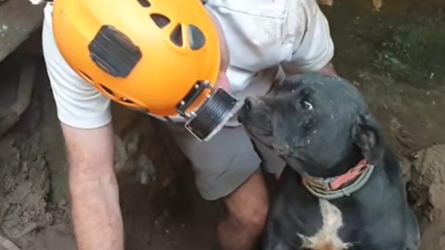 Jax the black staffy crawled his way to freedom after being trapped in a cave for two days. Picture: Supplied