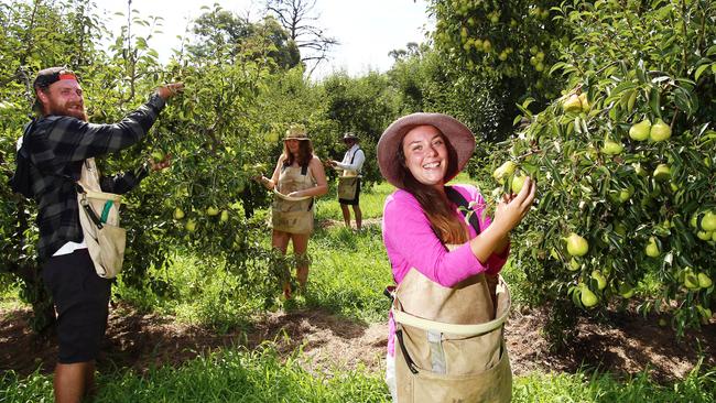 There are a wide variety of jobs including fruit pickers and pruners. Picture: Aaron Francis/The Australian