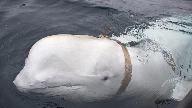 First discovered in Norway's far northern region of Finnmark in 2019, the whale spent more than three years slowly moving down the top half of the Norwegian coastline, before suddenly speeding up in recent months to travel down the second half and into Sweden. Picture: AFP