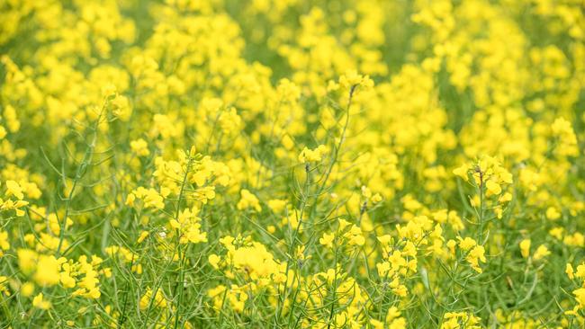 Canola in flower. Picture: Zoe Phillips