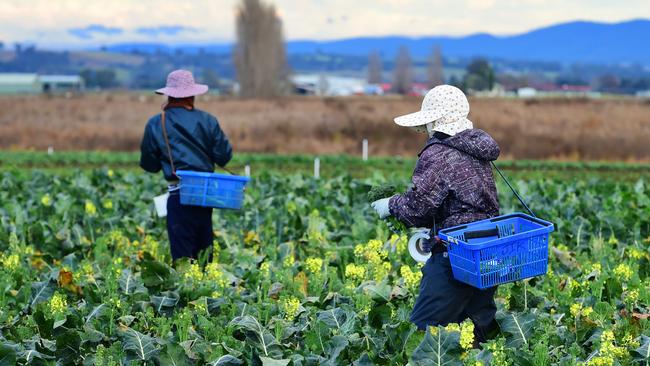 Changes to Tasmania’s residential tenancy regulations will make it lawful for farm workers to be sacked and evicted from their accommodation on the same day. PICTURE: ZOE PHILLIPS