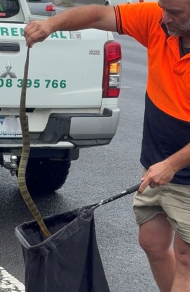 The snake was removed by snake catcher Tim Nanninga from Melbourne Snake Control. Picture: Supplied