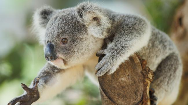 HOLD SEE COURIER MAIL PIC DESK.11 month old Koala Joey Heaven who is one of roughly thirty recent rescues carried out by the Queensland Koala Society from roads surrounding Whites Hill Reserve which is home to southern BrisbaneÃs healthiest Koala population. QKS is hoping to have speed limits on Pine Mountain Road and Boundary road reduced to kerb the number of koala fatalities in the area. Picture Lachie Millard