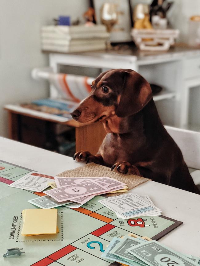 COCO: Reader Fay Vesperman sent in this pic of mini dachshund Coco, who prefers to be the banker when playing Monopoly.