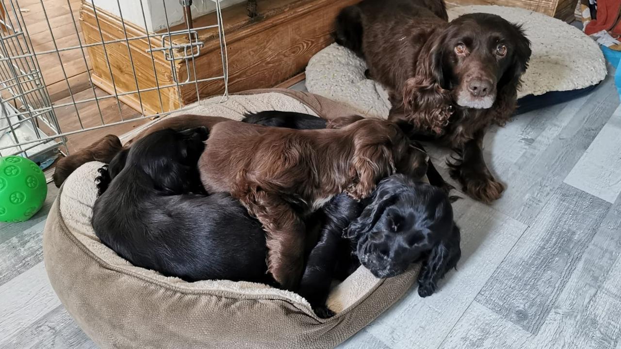 Cassie and her three puppies. Picture: Sussex Police