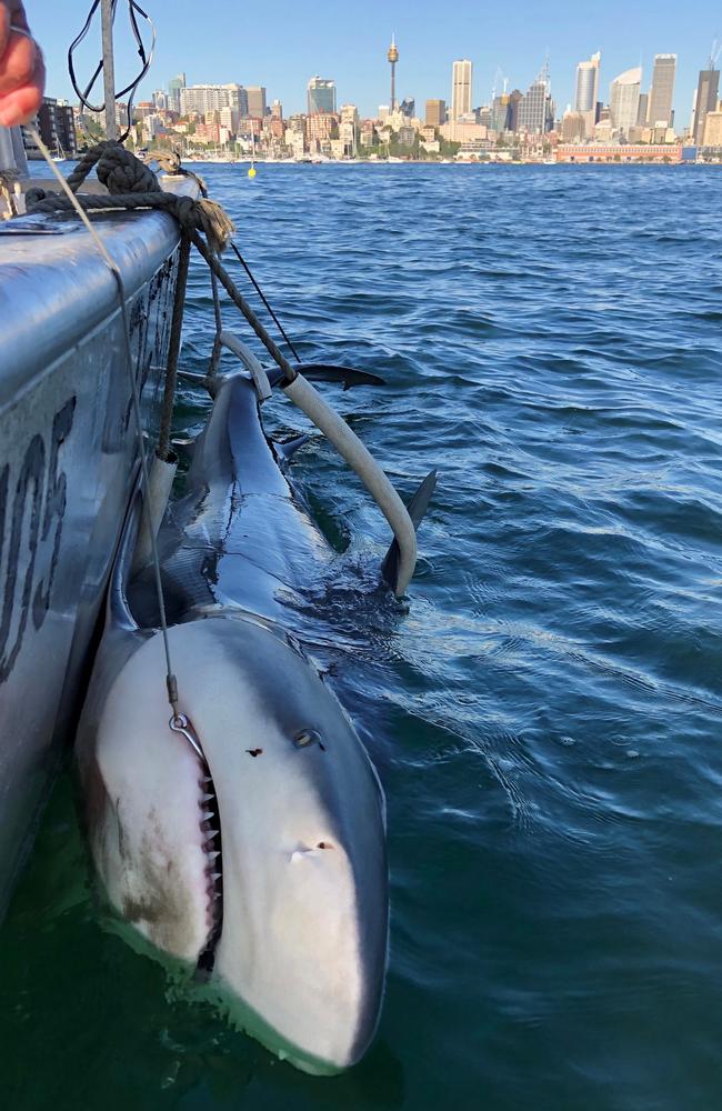 Bull sharks – like this 2.6m long male caught and tagged in 2019, frequent Sydney Harbour. Picture: DPI