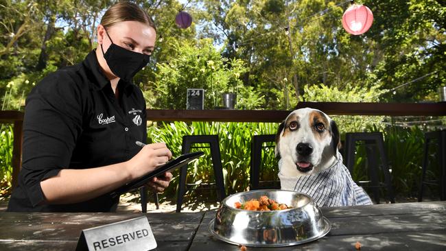 Waitress Amber Farmilo serves Calvin at the Bridgewater Inn. Picture: Tricia Watkinson