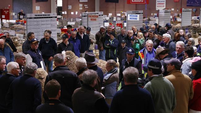 The hotly-contested Merino supreme exhibit judging. Picture: Zoe Phillips