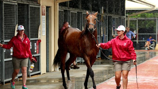 Magic Millions Preview of sales — Hayley Andrews from Rosemont Stud takes one of there horses for a walk during a shower of rain. Pic by David Clark