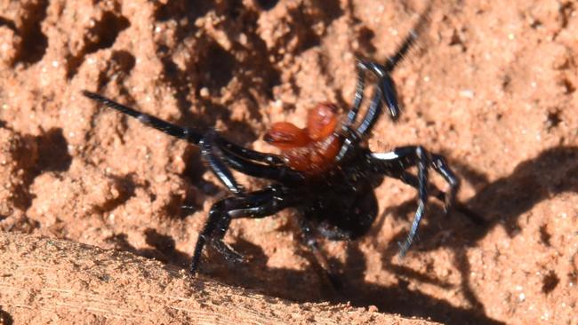 Recent rain has brought out some deadly surprises in Alice Springs. Pic: Ian Ross, Facebook