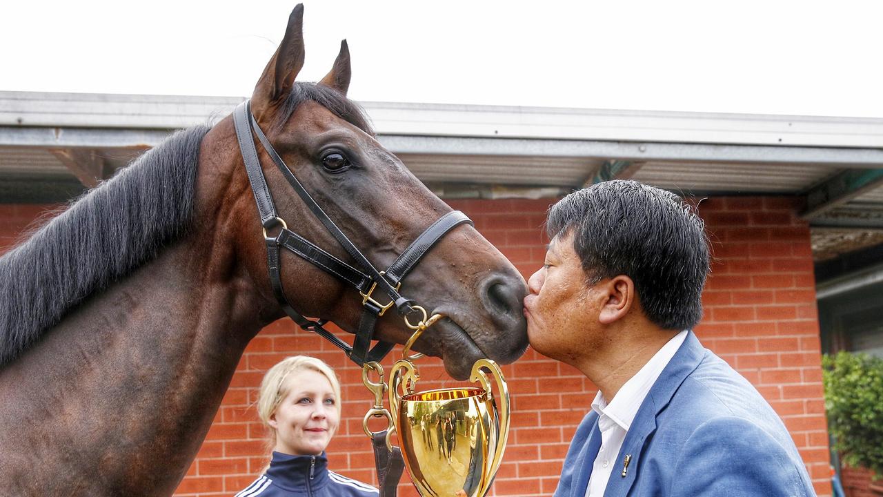 Caulfield Cup winner Mongolian Khan gets a close look at the cup as owner Mr Lin Lang aka Mr Wolf as strapper Sophia Orting looks on at his Flemington stable this morning, Melbourne. 18th October 2015. Picture: Colleen Petch.