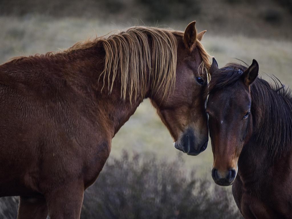 Wild brumbies in the Snowy Mountains | Gold Coast Bulletin