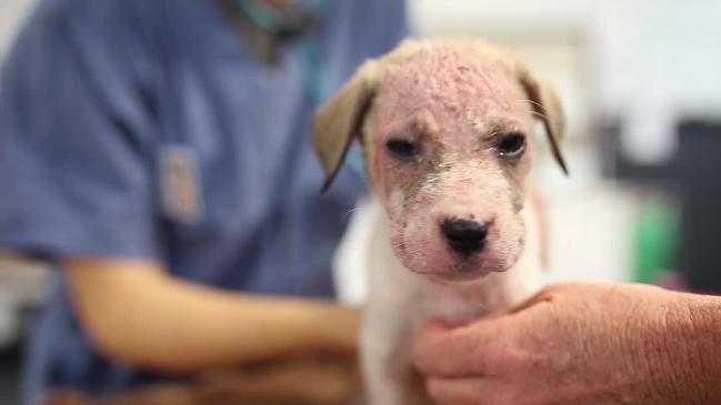 RSPCA rescue puppies dumped in a carton