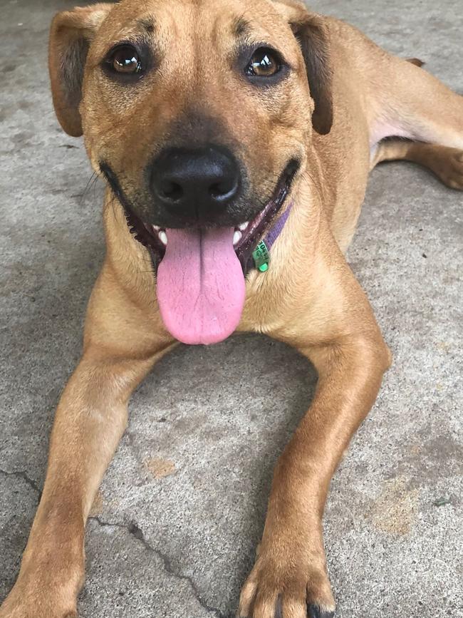 Beautiful Beatrice, from ABC Rescue, needs a loving home.