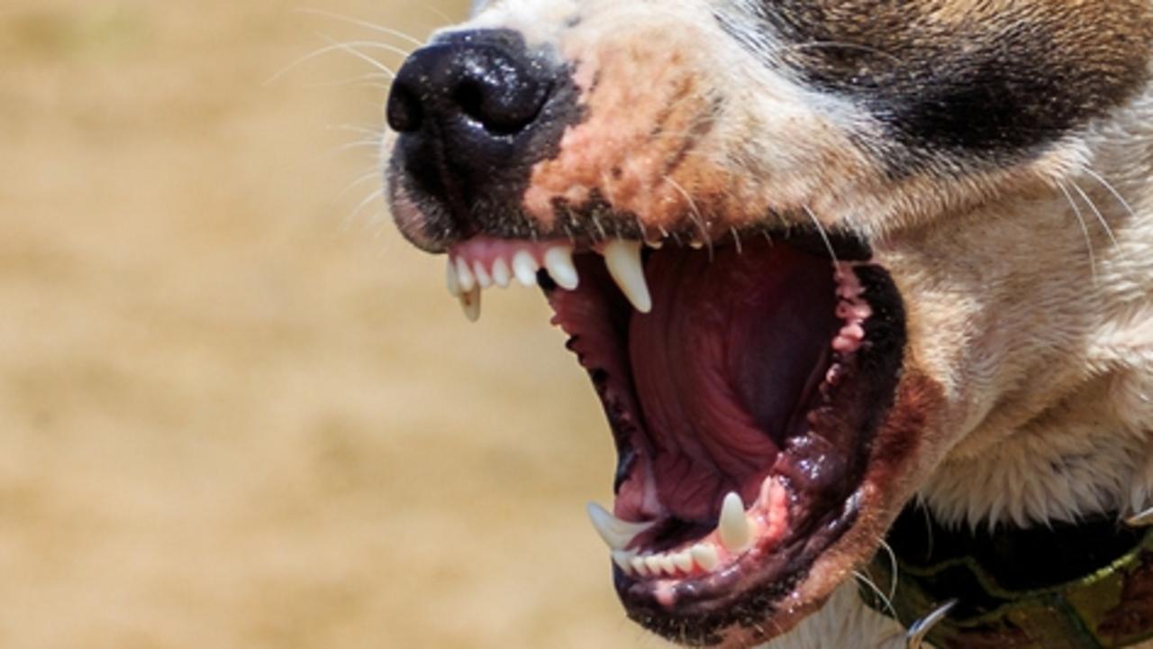 Man taken to hospital with leg injuries after dog attack in Goondiwindi ...