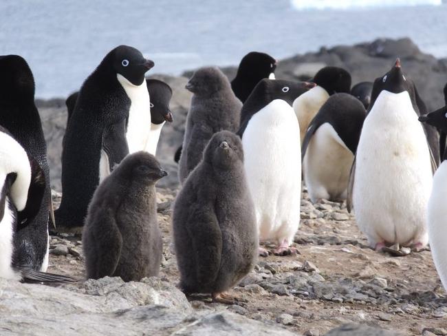 Active penguin, colony in East Antarctica near the study site. Picture: Yuesong Gao.