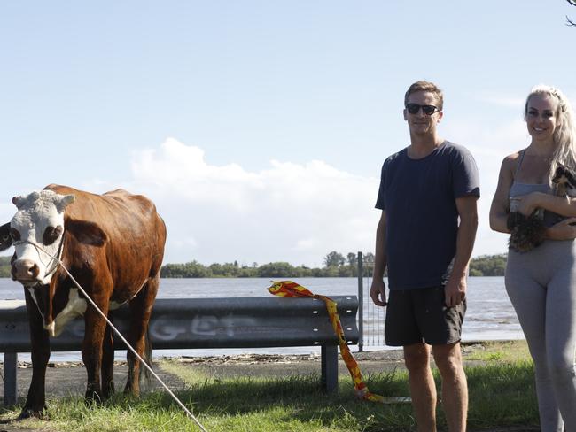 Quick-thinking locals rescue cow from raging floodwaters