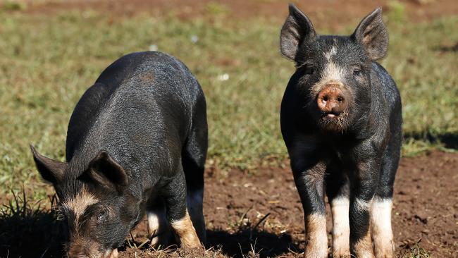 Disease detected: FMD affects sheep, cattle, deer, goats and pigs, and can spread through close contact between animals and also through the air over short distances. Picture: Chris Kidd