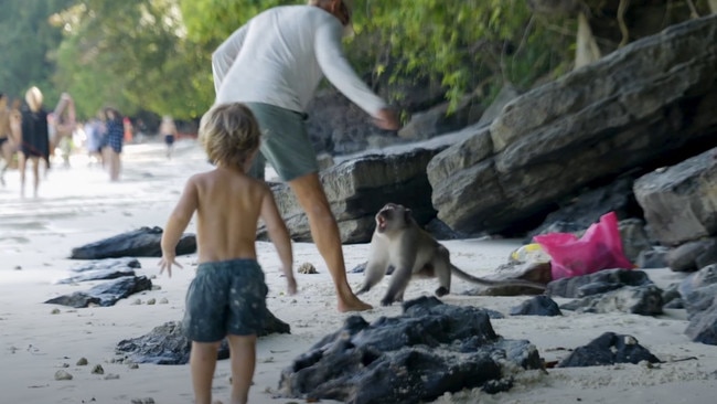 Aggressive monkeys at Ko Phi Phi Don island have been filmed attacking an Australian family while trying to go through their bags. Picture: Sailing La Vagabonde/YouTube