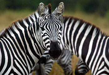 Wild Africa on show ... zebras drink at a waterhole. Picture: AFP