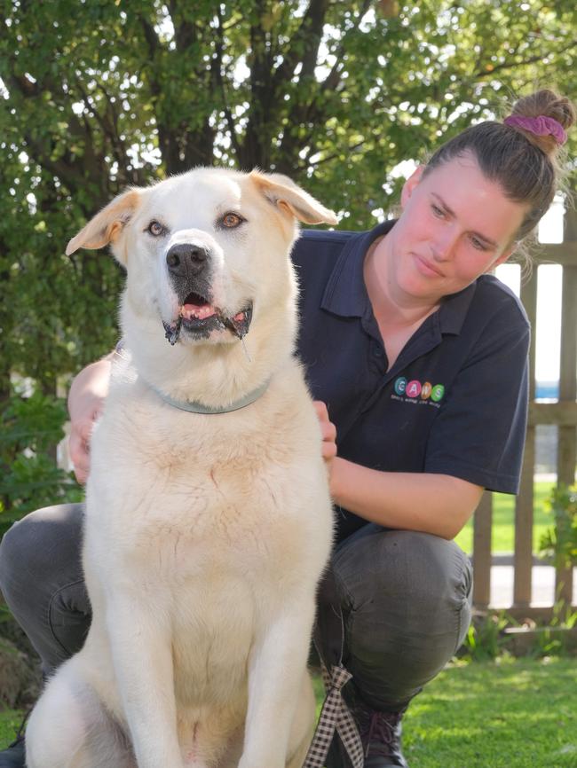 Animal attendant Brooke Pender with Samson the 9 year old Alaskan malamute cross that has been with GAWS since mid July. Picture: Mark Wilson