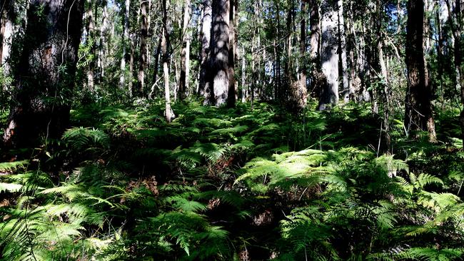 Binna Burra Lodge wild walks through Lamington National Park.