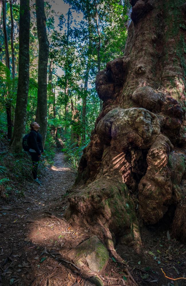 A walking track at Binna Burra in Lamington National Park, QLD