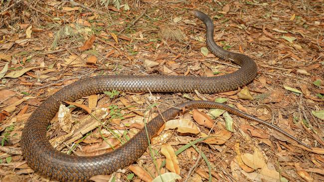 The brown snake has a slender body and variable colour ranging from uniform tan to grey or dark brown. Some young brown snakes have stripes and are often confused with tiger snakes. A large adult brown snake may exceed two metres in length.