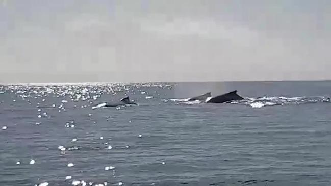 Pod of whales shocks Townsville fisherman