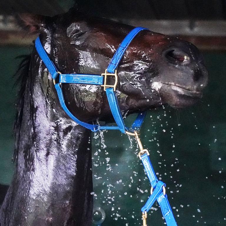 Sir Dragonet prefers it wet. (Scott Barbour/Racing Photos via Getty Images)