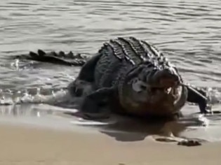 North Queensland woman Yvonne Palmer filmed a “monster” saltwater crocodile devouring a shark on the Cardwell foreshore.