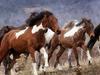 Parks Victoria sets up for brumby cull