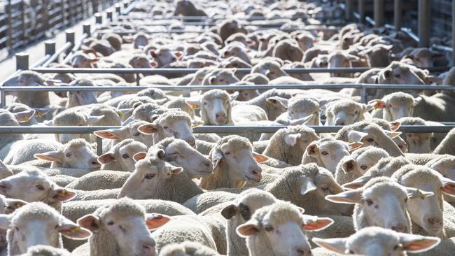 A larger volume of sheep and lambs being pushed through the yards has seen prices ease significantly. Picture: Zoe Phillips