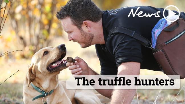 Treasure hunting with truffle dogs